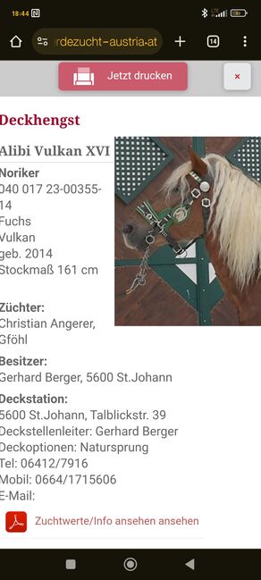 Noriker/Kaltblut Fuchs Junghengst, StEfANiE, Horses For Sale, Günzburg, Image 18