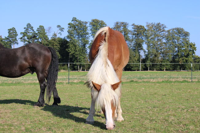 Noriker/Kaltblut Fuchs Junghengst, StEfANiE, Horses For Sale, Günzburg, Image 12