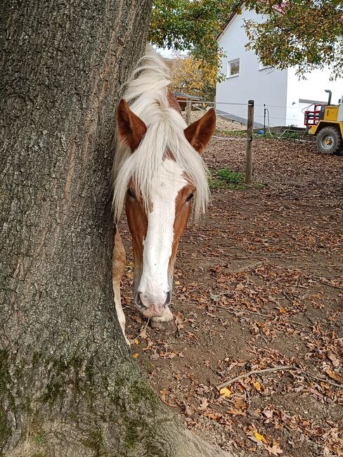 Noriker/Kaltblut Fuchs Junghengst, StEfANiE, Horses For Sale, Günzburg, Image 14