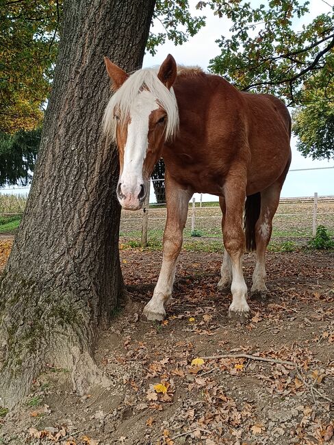 Noriker/Kaltblut Fuchs Junghengst, StEfANiE, Horses For Sale, Günzburg, Image 13