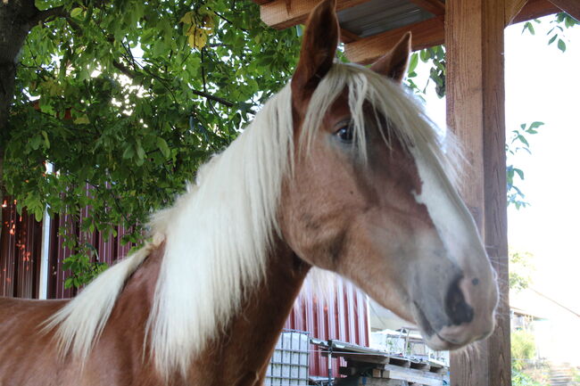 Noriker/Kaltblut Fuchs Junghengst, StEfANiE, Horses For Sale, Günzburg, Image 3