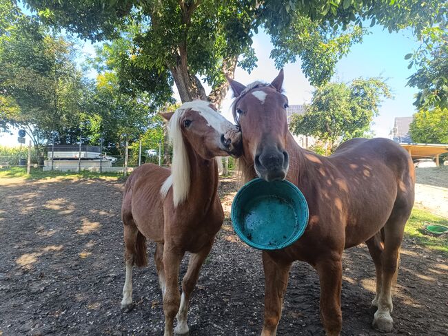 Noriker/Kaltblut Fuchs Junghengst, StEfANiE, Horses For Sale, Günzburg, Image 20