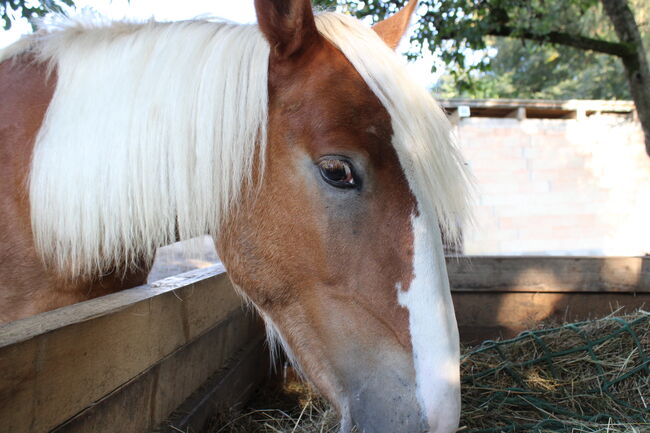 Noriker/Kaltblut Fuchs Junghengst, StEfANiE, Horses For Sale, Günzburg, Image 4