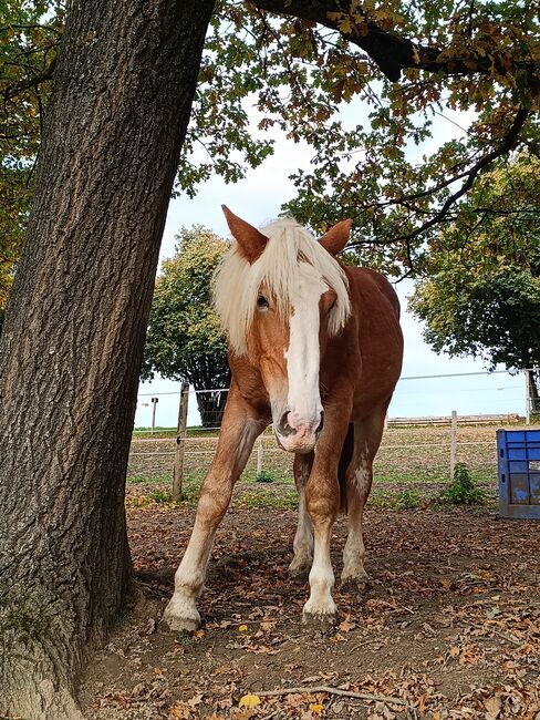 Noriker/Kaltblut Fuchs Junghengst, StEfANiE, Horses For Sale, Günzburg, Image 16