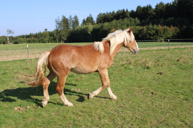 Noriker/Kaltblut Fuchs Junghengst, StEfANiE, Konie na sprzedaż, Günzburg, Image 9