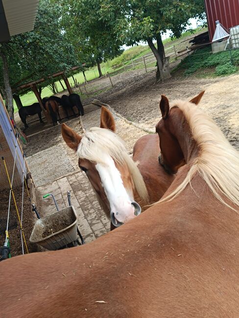 Noriker/Kaltblut Fuchs Junghengst, StEfANiE, Horses For Sale, Günzburg, Image 15