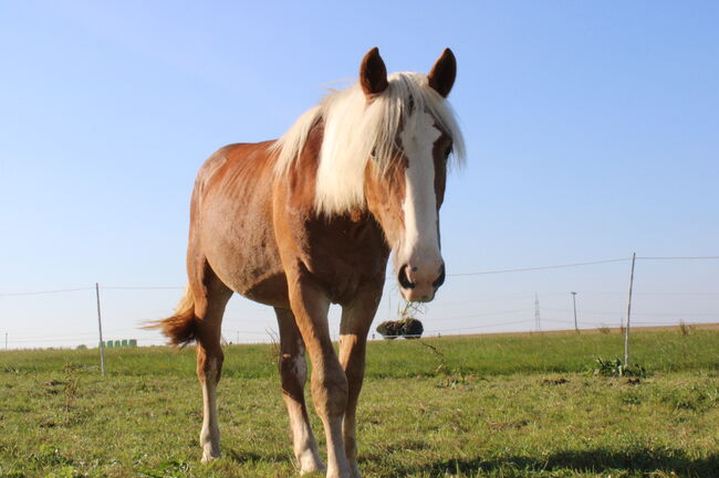 Noriker/Kaltblut Fuchs Junghengst, StEfANiE, Horses For Sale, Günzburg, Image 7