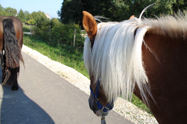 Noriker/Kaltblut Fuchs Junghengst, StEfANiE, Horses For Sale, Günzburg, Image 5