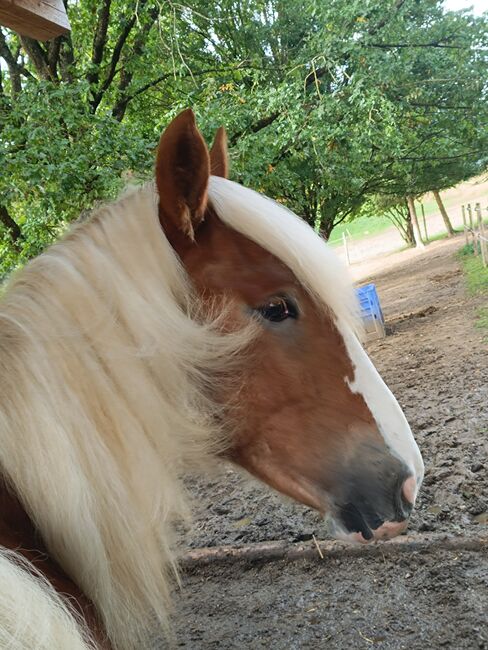 Noriker/Kaltblut Fuchs Junghengst, StEfANiE, Horses For Sale, Günzburg, Image 17