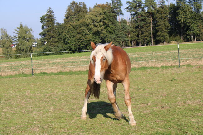 Noriker/Kaltblut Fuchs Junghengst, StEfANiE, Horses For Sale, Günzburg, Image 19