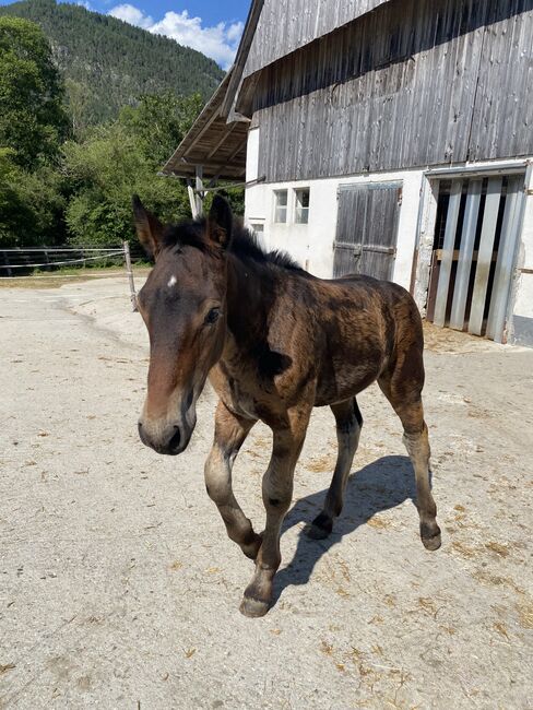 Noriker Hengstfohlen zu verkaufen, Vici, Horses For Sale, Winklern bei Oberwölz, Image 3