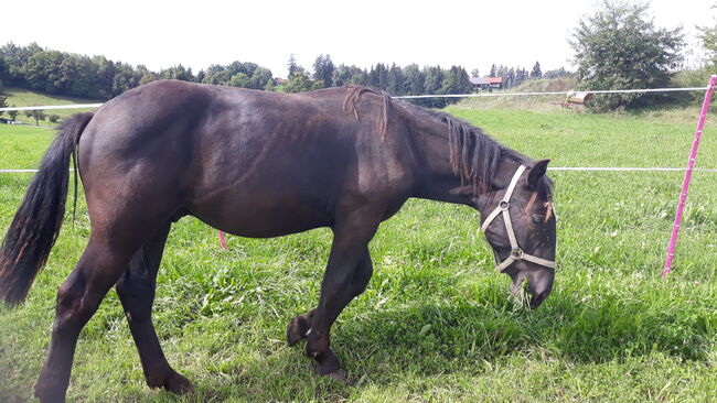 Norikerhengstfohlen, Ellen Westendorf , Konie na sprzedaż, Röthenbach (Allgäu)