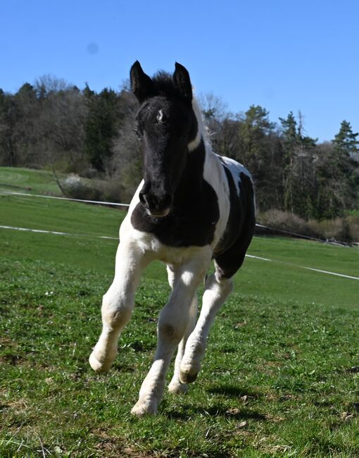 Noriker Rappscheck Stute Fohlen, Manuela KUBNY , Konie na sprzedaż, Klettgau-Bühl , Image 4