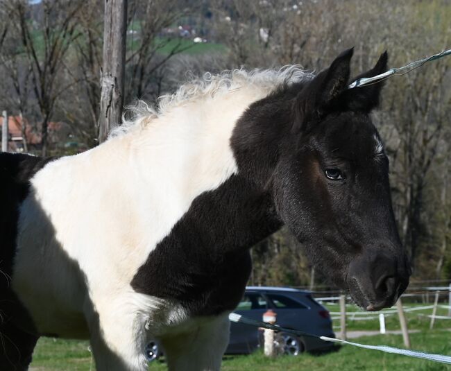 Noriker Rappscheck Stute Fohlen, Manuela KUBNY , Konie na sprzedaż, Klettgau-Bühl 