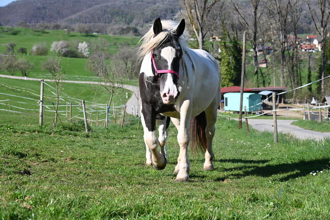 Noriker Rappscheck Stute tragend auf Frühjahr 2026, Manuela KUBNY , Konie na sprzedaż, Küßnach , Image 3
