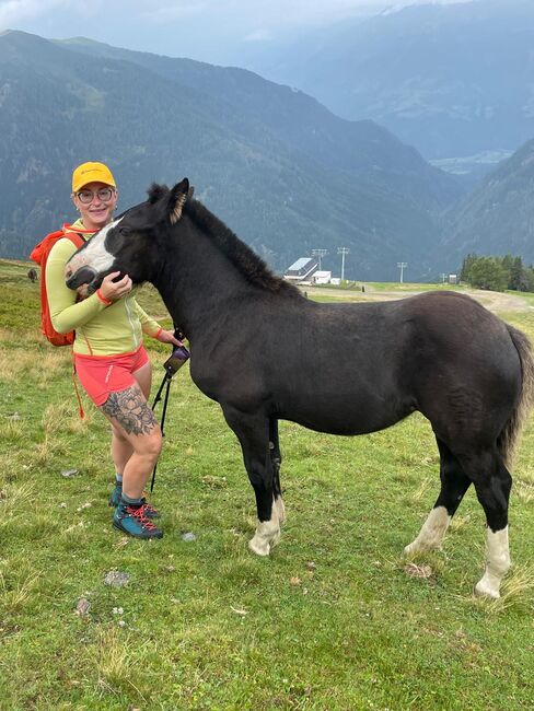 Noriker Stutenfohlen, Schuschou , Horses For Sale, Kühnsdorf , Image 3