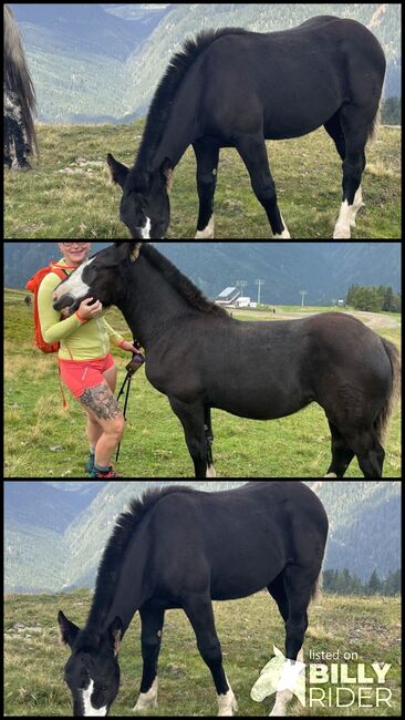 Noriker Stutenfohlen, Schuschou , Horses For Sale, Kühnsdorf , Image 4