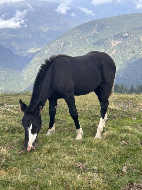 Noriker Stutenfohlen, Schuschou , Horses For Sale, Kühnsdorf , Image 2