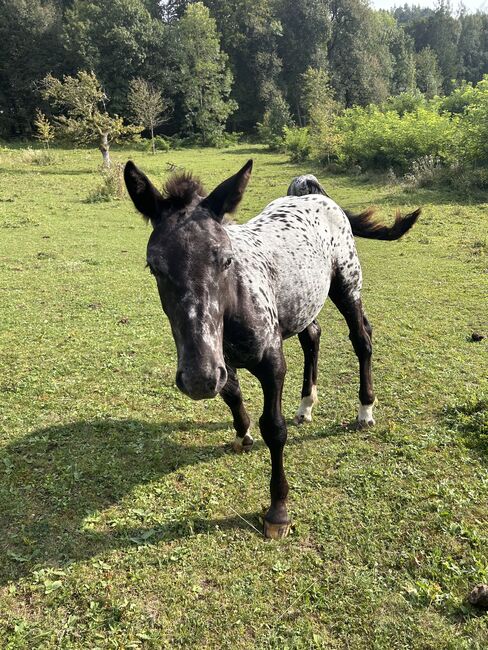 Noriker Stutenfohlen, Schuschou , Horses For Sale, Kühnsdorf , Image 3