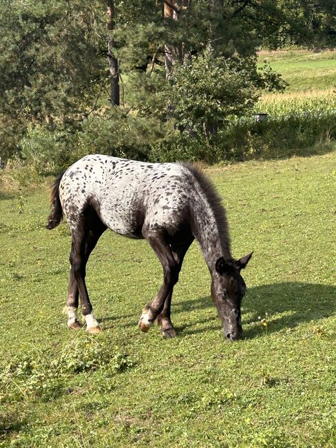 Noriker Stutenfohlen, Schuschou , Horses For Sale, Kühnsdorf , Image 4