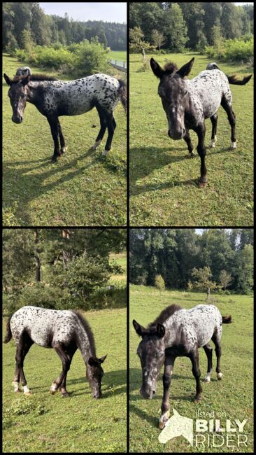 Noriker Stutenfohlen, Schuschou , Horses For Sale, Kühnsdorf , Image 5