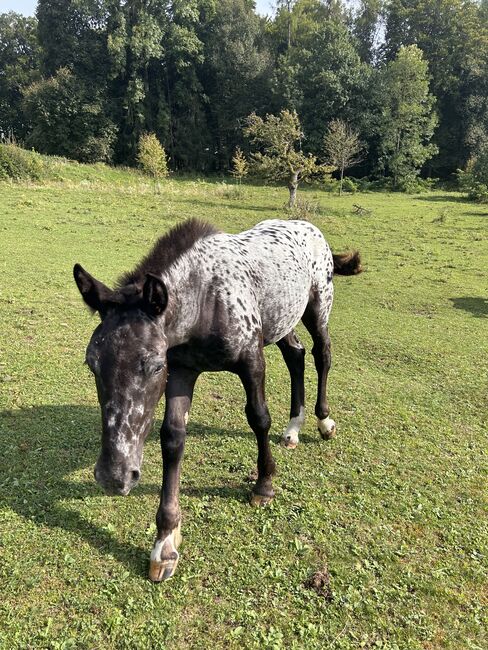 Noriker Stutenfohlen, Schuschou , Horses For Sale, Kühnsdorf , Image 2