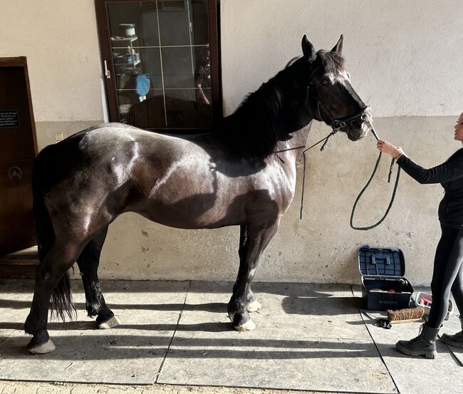 Noriker zu verkaufen, Julia neuwirth, Horses For Sale, Wien