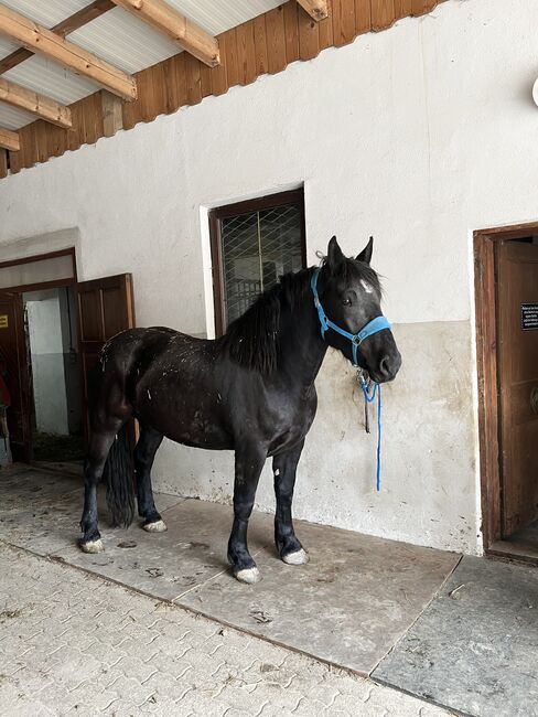 Noriker zu verkaufen, Julia neuwirth, Horses For Sale, Wien, Image 3