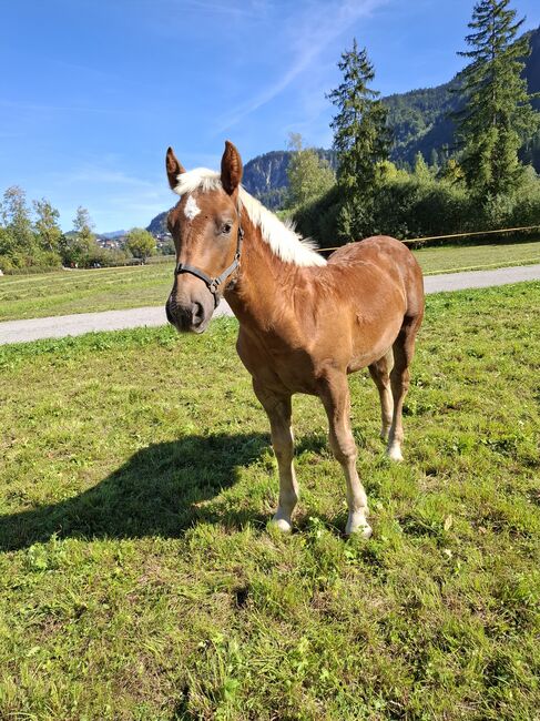 Noriker Fuchs Hengstfohlen, Vanessa, Pferd kaufen, Thiersee