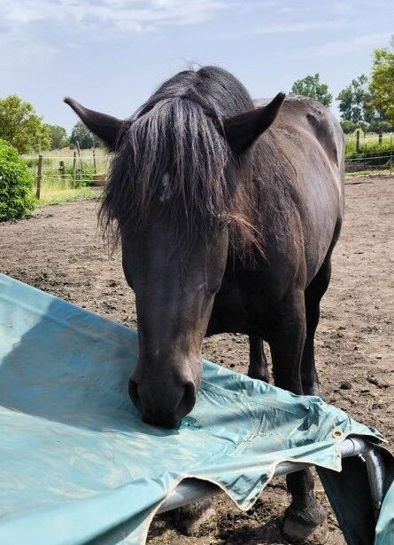 Noriker Wallach abstammend von Smokey Vulkan x Zimber Schaunitz, Pferdevermittlung Leus (Pferdevermittlung Leus ), Horses For Sale, Indersdorf, Image 3