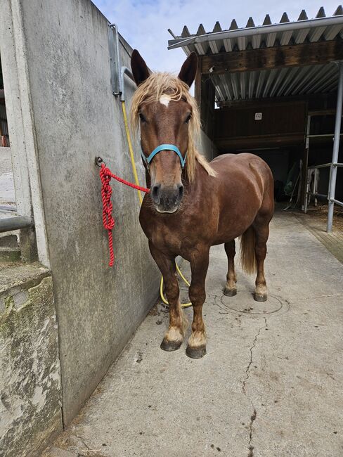 Noriker Wallach gefahren und geritten, Manuela KUBNY , Horses For Sale, Küßnach , Image 8