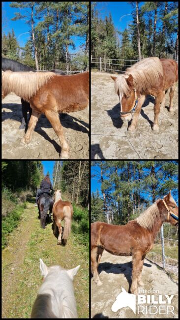 Noriker Wallach zu verkaufen, Nicole Theurer, Horses For Sale, SCHRAMBERG, Image 5