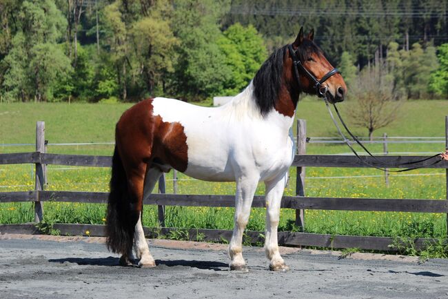 Noriker Wallach, Katrin Braunhofer , Horses For Sale, Bodenhof
