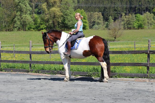 Noriker Wallach, Katrin Braunhofer , Horses For Sale, Bodenhof, Image 2