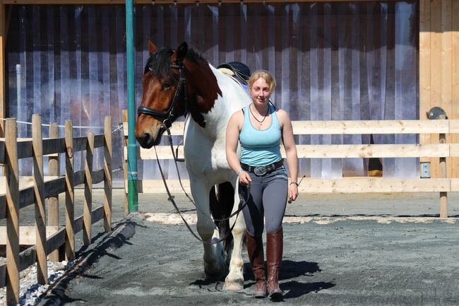 Noriker Wallach, Katrin Braunhofer , Horses For Sale, Bodenhof, Image 3
