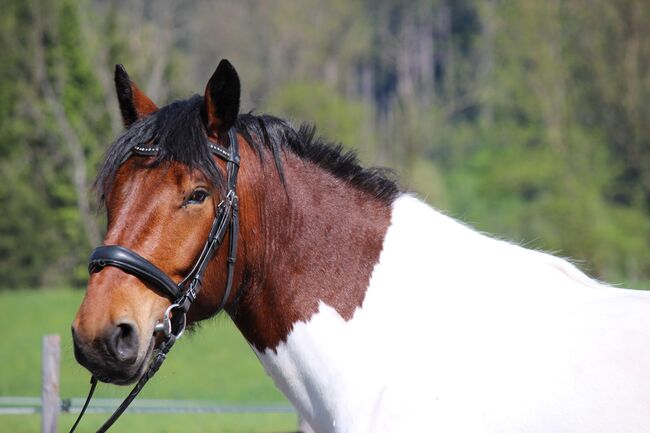 Noriker Wallach, Katrin Braunhofer , Horses For Sale, Bodenhof, Image 4