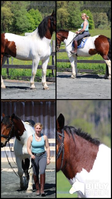 Noriker Wallach, Katrin Braunhofer , Horses For Sale, Bodenhof, Image 7