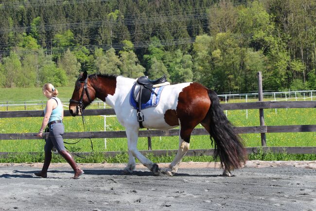 Noriker Wallach, Katrin Braunhofer , Horses For Sale, Bodenhof, Image 5