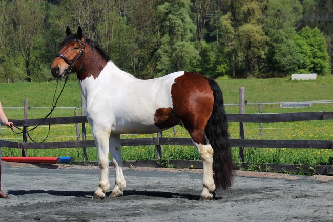 Noriker Wallach, Katrin Braunhofer , Horses For Sale, Bodenhof, Image 6