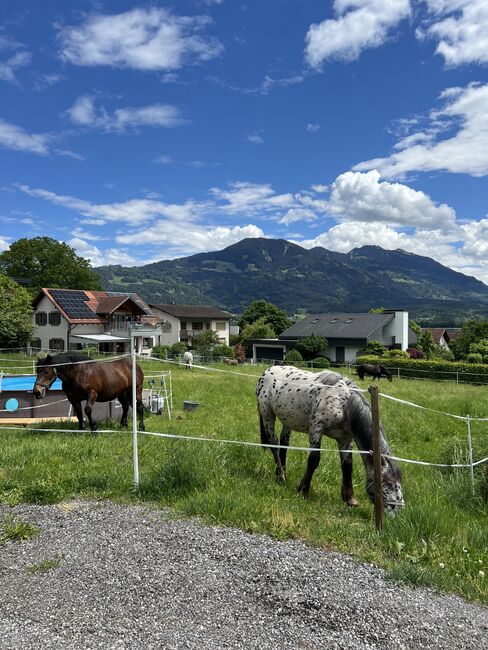 Noriker Wallach, Daniela Tschabrun , Horses For Sale, Mittelberg, Image 4