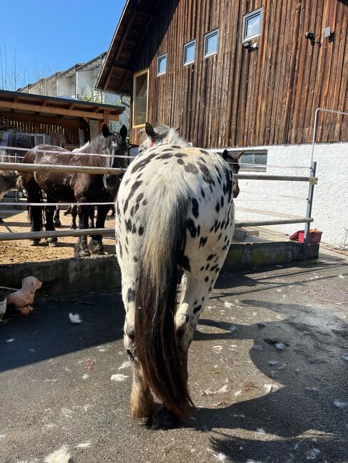 Noriker Wallach, Daniela Tschabrun , Horses For Sale, Mittelberg, Image 5