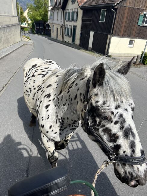 Noriker Wallach, Daniela Tschabrun , Horses For Sale, Mittelberg, Image 3