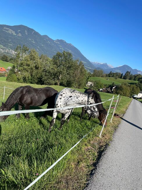 Noriker Wallach, Daniela Tschabrun , Horses For Sale, Mittelberg, Image 5
