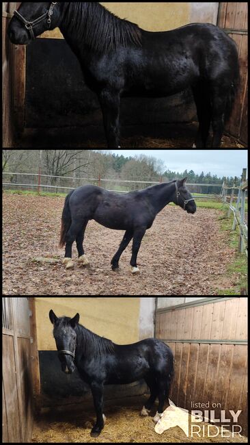 Noriker Hengst, Jasmin, Horses For Sale, Cham, Image 4