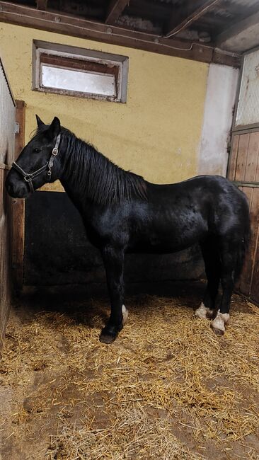 Noriker Hengst, Jasmin, Horses For Sale, Cham