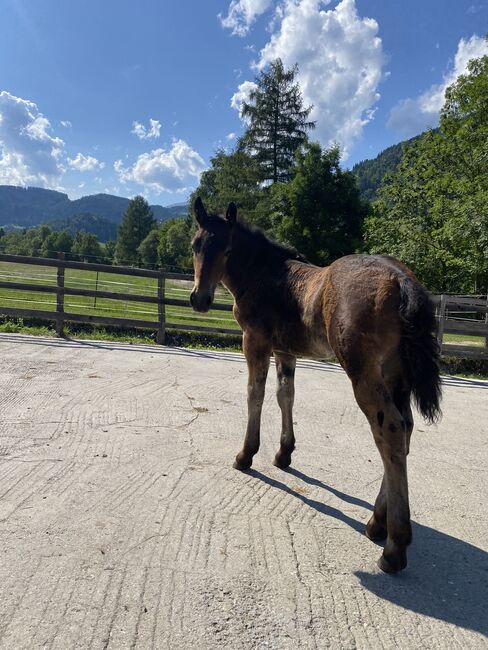Noriker Hengstfohlen zu verkaufen, Vici, Pferd kaufen, Winklern bei Oberwölz