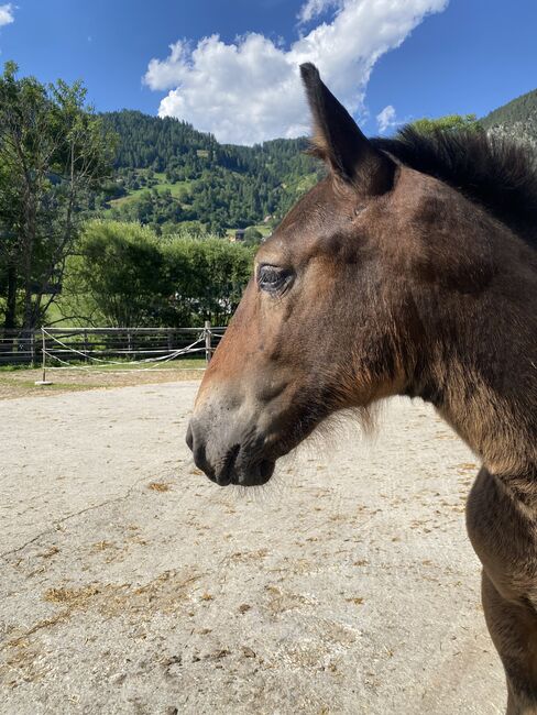 Noriker Hengstfohlen zu verkaufen, Vici, Pferd kaufen, Winklern bei Oberwölz, Abbildung 4