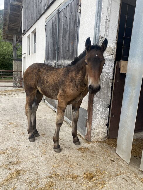 Noriker Hengstfohlen zu verkaufen, Vici, Pferd kaufen, Winklern bei Oberwölz, Abbildung 5