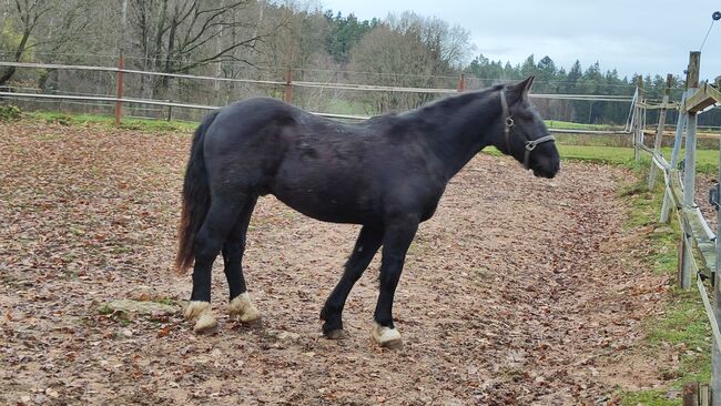 Noriker Hengst, Jasmin, Horses For Sale, Cham, Image 2