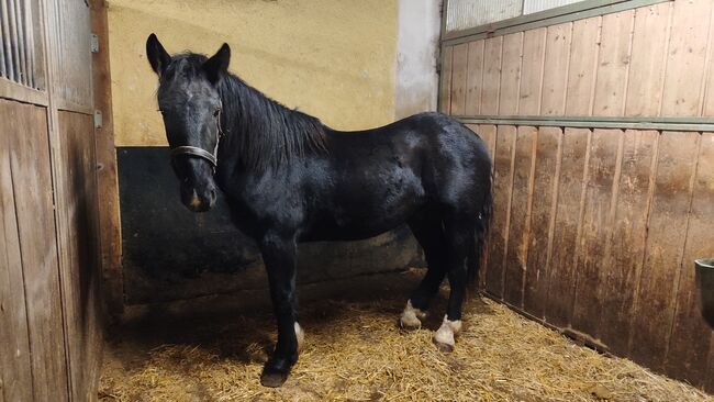 Noriker Hengst, Jasmin, Horses For Sale, Cham, Image 3